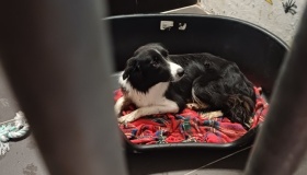 Hopelijk krijgt de border collie uiteindelijk een gouden mandje